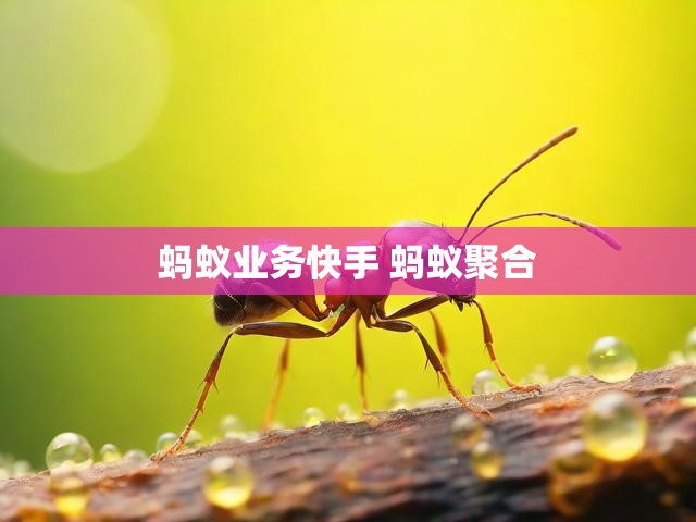 蚂蚁业务快手 蚂蚁聚合
